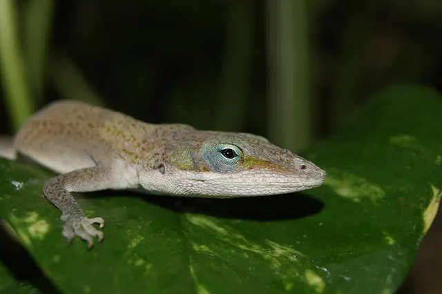 Lizards on Hilton Head