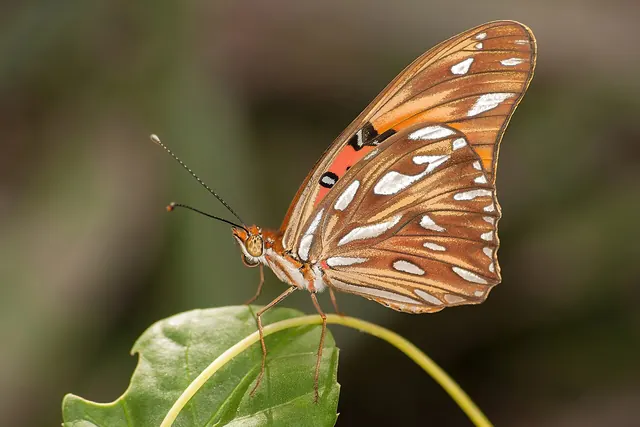 Gulf fritillary butterflies