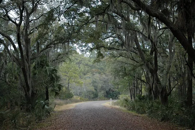 What is Spanish moss?