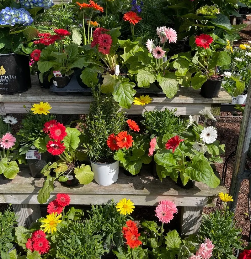 The Greenery Garden Center
