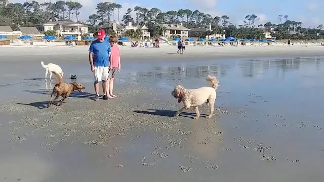 Dog-friendly beaches