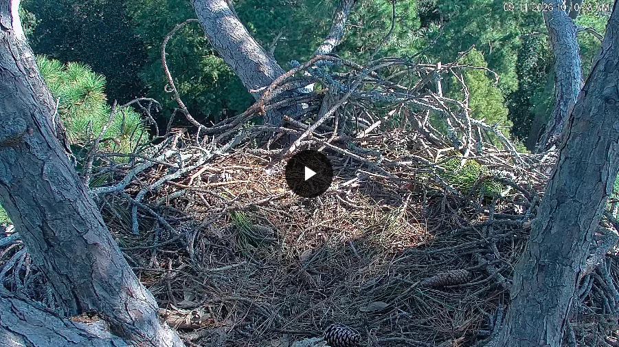 Hilton Head Island Eagle Cam — Hilton Head Island