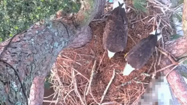 Sea Pines Eagle Cam — Sea Pines, Hilton Head Island