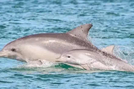 Dolphin cruises: which company, which time slot